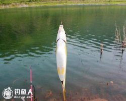 初夏钓黄尾鲴诱饵、钓饵选择和钓法技巧