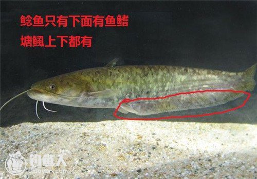 鲶鱼和江鳅的区别图片图片