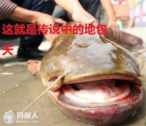 日本鲶鱼传说图片