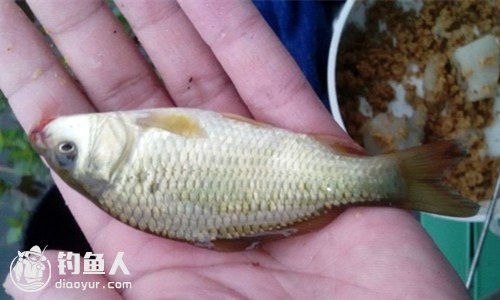 夏天野钓鲫鱼的钓法技巧和诱饵制作