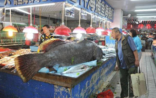 青岛305斤巨型石斑鱼惊现海鲜市场