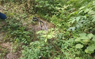 夏季野钓防蛇技巧及被咬后的处理方法