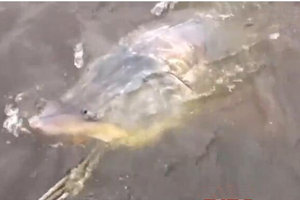 黑龙江渔民捕获500多斤罕见野生蝗鱼 [视频]