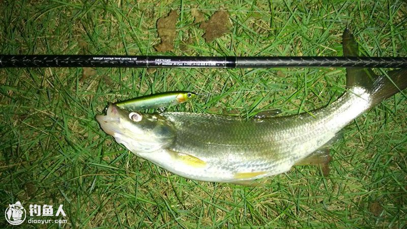 同心齐力夜战水库 路亚斩获亚米级翘嘴放流