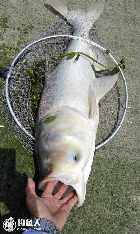 二度开光新钓竿 池塘首战20斤大鲢痛并快乐着