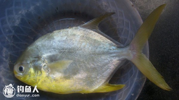 海釣鯧魚的實用釣法技巧