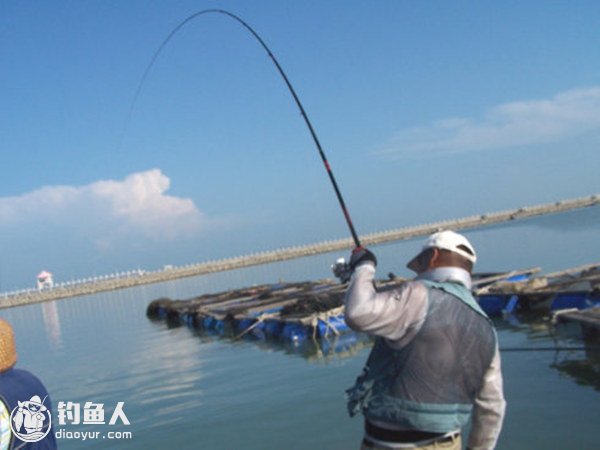 淺談網箱海釣梭魚的心得體會