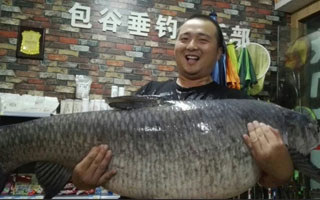 功夫不负有心人 舒溪河叉手竿斩获64斤巨青
