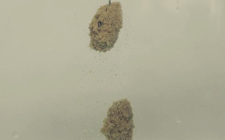 应对鱼情变化的五种用饵技巧